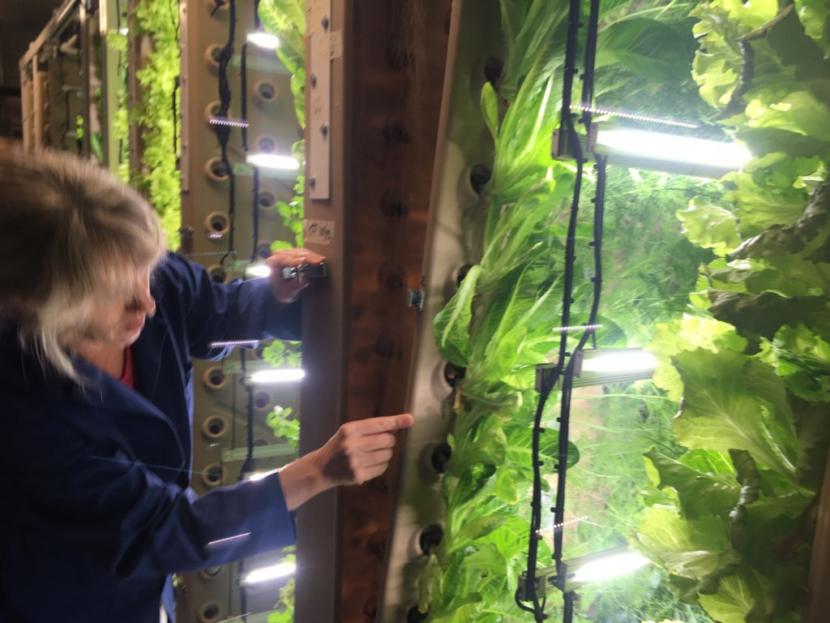 Amy Erfling peeks into the interior of an aeroponic garden panel.