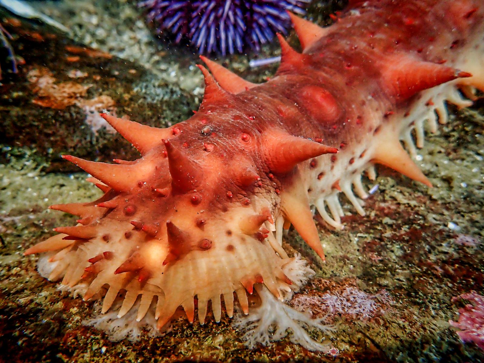 Southeast Alaska fisherman pleads guilty to illegally harvesting