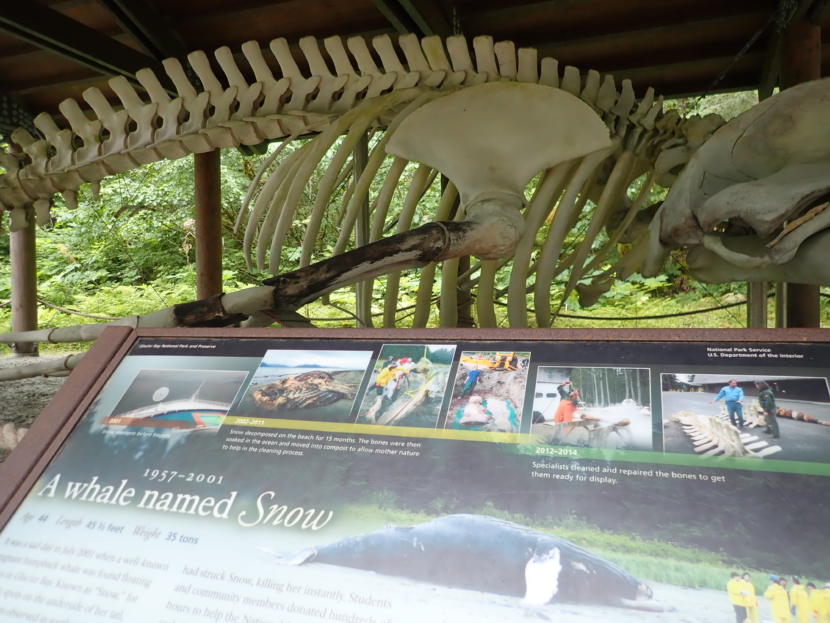 The reconstructed 45-foot long skeleton of Whale #68 has been on display at the national park’s visitor center at Bartlett Cove since 2014. The humpback had been well-known to park staff and visitors alike as “Snow” before being killed by a Princes Cruise Lines ship in 2001. (Photo by Jacob Resneck/Coast Alaska)