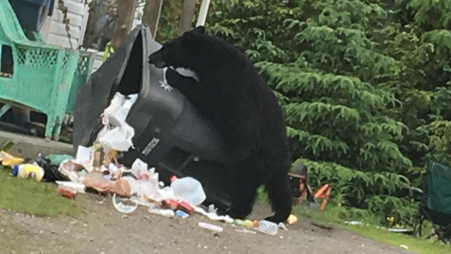The bears are back in town Juneauites urged to keep garbage bearproof
