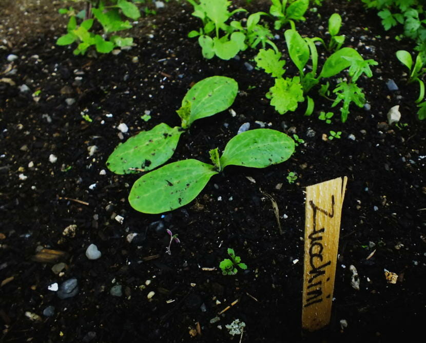 Zucchini sprouts