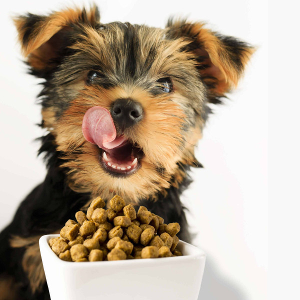 Wet Dog Food
