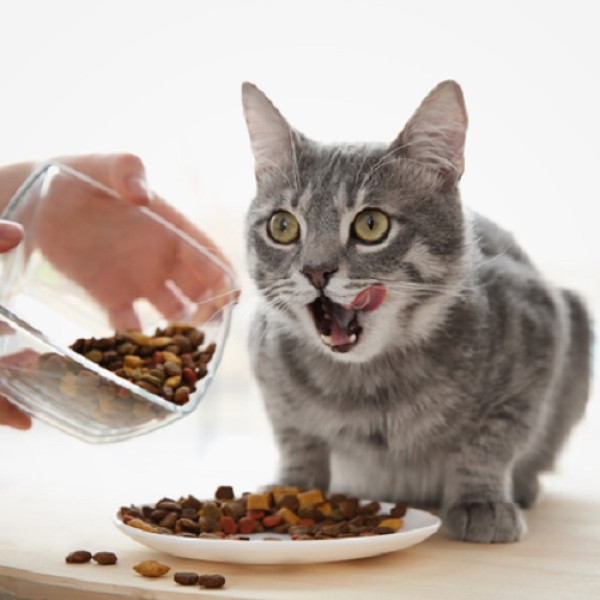 Top Vet-approved Cat Foods