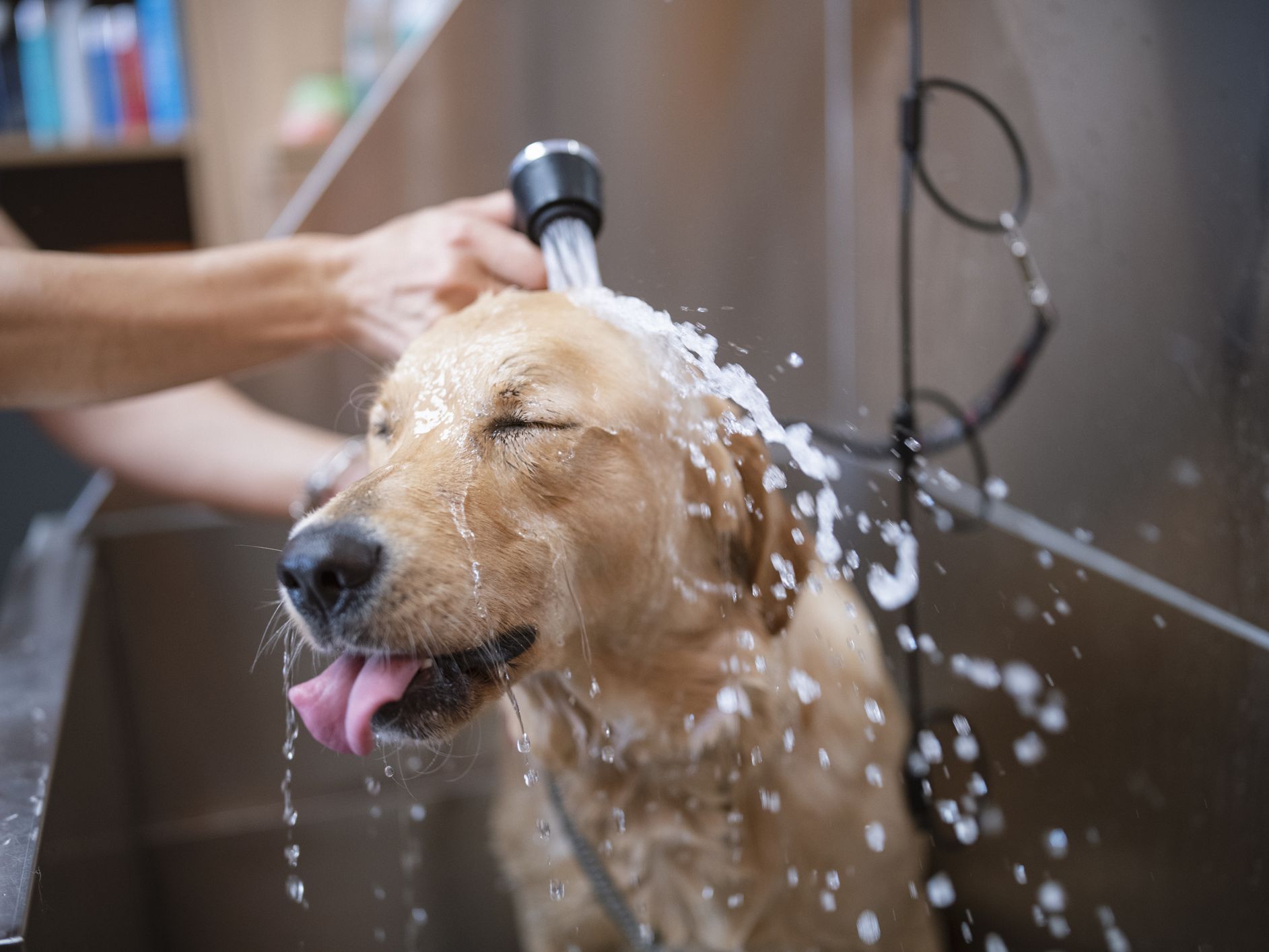 Pet Grooming