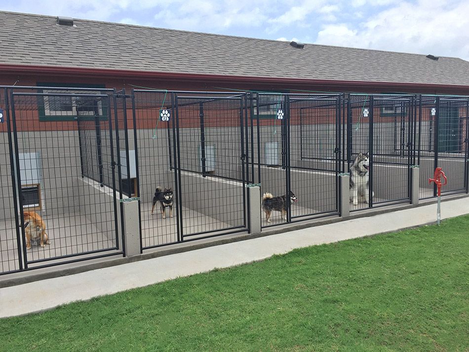 Small Dogs For Adoption