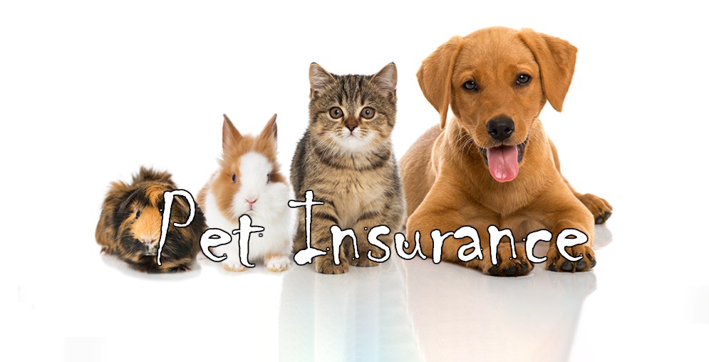 Pet Insurance