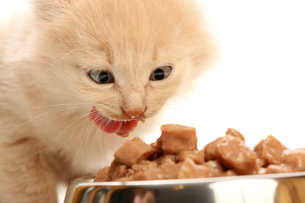 Cat Food