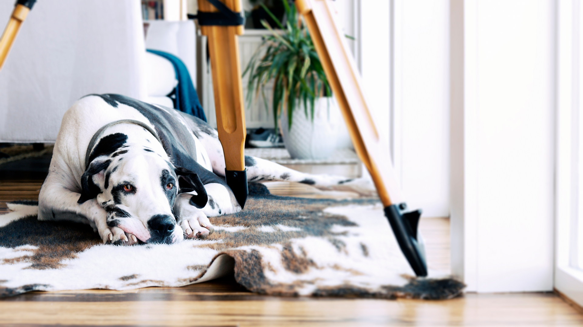 Three Great Area Rugs for Homes with Pets