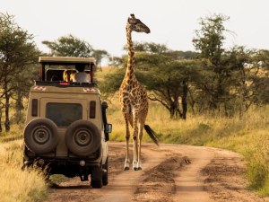 2025 Safari Tours Going For Cheap - See Offers