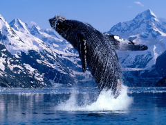 Alaska Tours and Travel