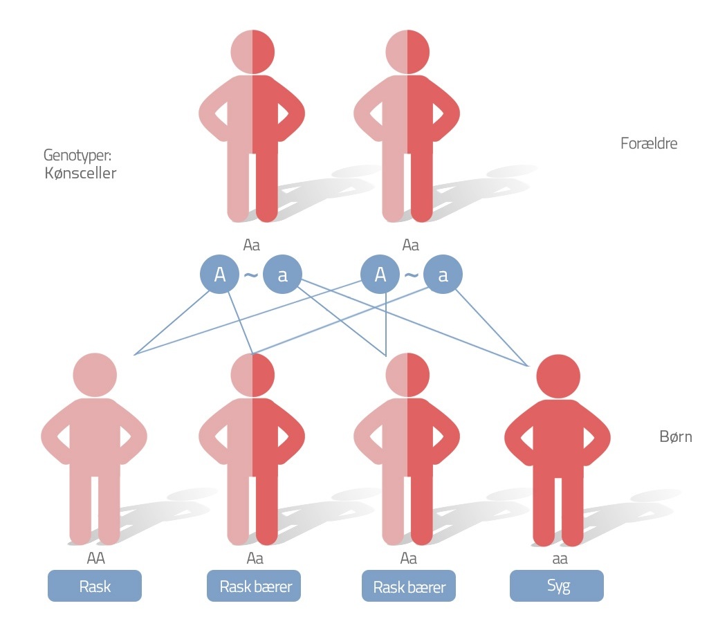 Figur 4: Hvis begge forældre er bærere af seglcellegenet, kan der ske 3 forskellige udfald, barnet bliver enten bærer ligesom forældrende, rask eller syg