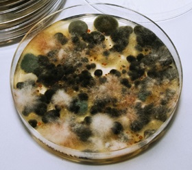 A contaminated petri dish. Various species of fungi has grown in this petri dish.