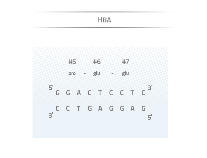 Figur 1: Det er i denne korte sekvens at mutationen for seglceller sidder. Her er det den raske version kaldet HBA
