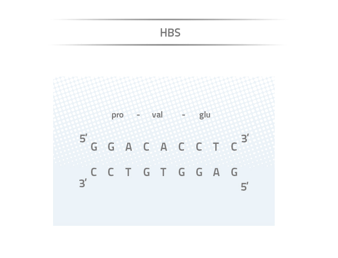 Figur 2: Her ses sekvensen så igen, men denne gang er der sket en enkelt punktmutation, hvor thymin bliver ændret til glutamin. Dette er årsagen til at seglceller forekommer