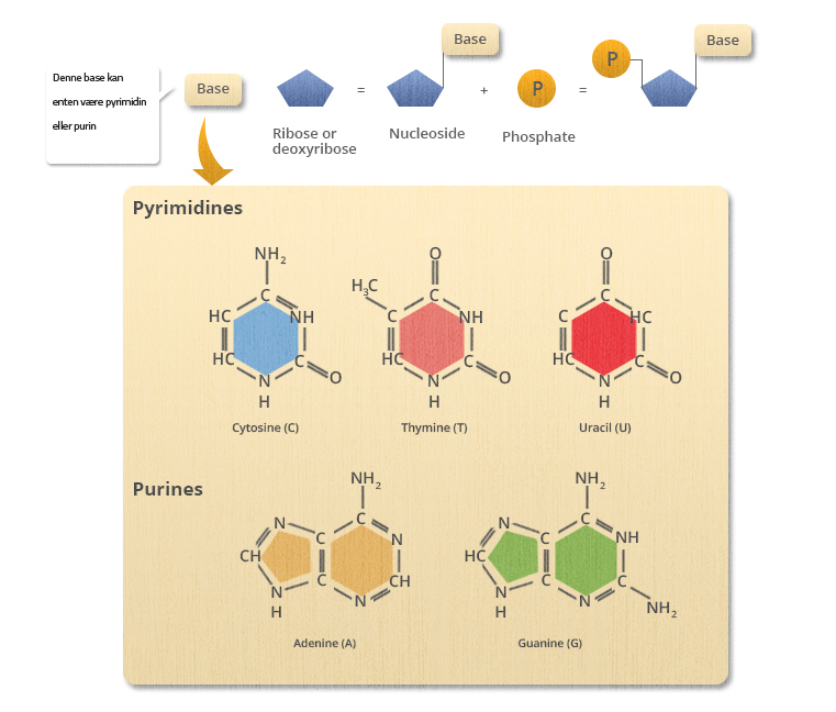 核定剂ER OPBYGGET AF等人Molekyle bundet til base og en Organisk fosfat。i dna er nuklotidernerepésenteretaf a，t，c，g。