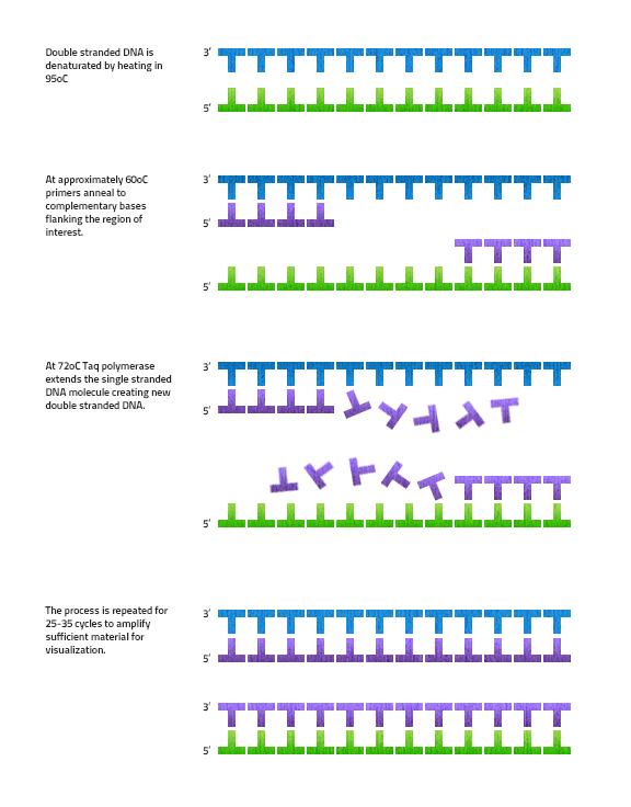 显示DNA聚合酶如何在PCR期间合成新DNA的图。第一步标记为：通过加热至95摄氏度，使双链DNA变性。伴随图像示出了两个互补的DNA股线，其具有左侧的顶股，其左侧和底部股线具有3个底线，左侧具有5个主要端部。下一步骤描述：在大约60摄氏度，引物退火到互补的底座上侧翼的底座。在顶部股线上，一个4个碱基对长底漆安装在支架的3个主要端部，左侧。在底部股线上，4个碱基对底漆附着在右侧的3个主要端。下一步：在72摄氏度下，Celsius Taq聚合酶延伸单链DNA分子，产生新的双链DNA。新的碱基对在每条股线上的5个主要方向上添加。最后一步：重复该过程25至35个循环，以扩增足够的材料以进行可视化。该图像显示两对双链DNA，每对由一条新的DNA和一股原始DNA组成。