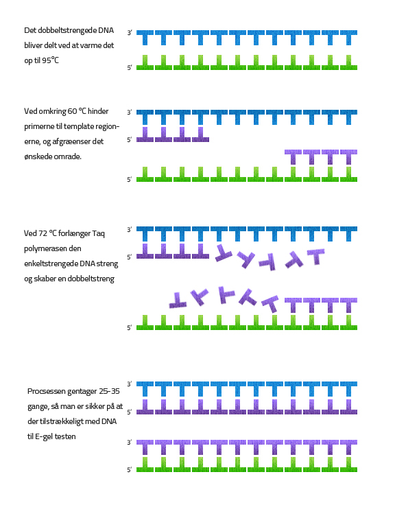 DNA polymerase BioKemi Labster Theory