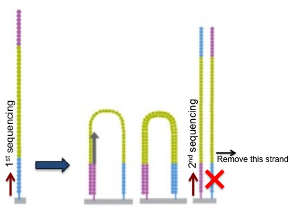paired end sequencing