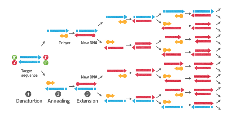 3 steps of PCR reaction. Step 1, calle denaturation, presents two parallel, horizontally aligned blue arrows. Upper arrow points to the right and has its left end marked as 5 prime, and its right end marked as 3 prime. Lower arrow points to the left and has its left end marked as 3 prime, and its right end marked as 5 prime. Step 2, called annealing, presents the same arrows, still parallelly, horizontally aligned, but now separated further from each other. Two small, yellow arrows align to each of them near the 3 prime ends, and point towards the opposite directions than to which the blue arrows are pointing. Step 3, called extension, presents the same arrows, but now the yellow ones are replaced with red arrows, which have the same length as the original blue ones. From here, the cycle repeats the steps two times, separating arrows of opposite direction, annealing new ones and extending them, to create new complementary strands.