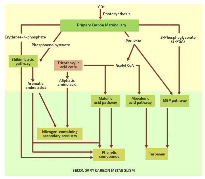 植物次生代谢物生物合成