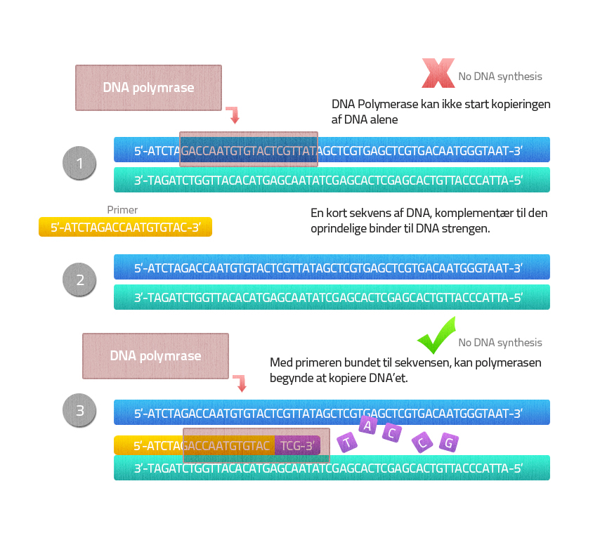 Dnapolymerasekræver在kunnepåbegyndekopieringen的底漆in inter。EN PRIMER ER EN KORT NOKLEOTIDSEKVENS（18-25 BP）SOM BINDER SIG TIL DEN KOMPRANSEMENTERE单链DNA Streng。|中心