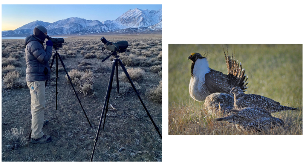 Photo on left of LADWP employee looking through spotting scope in Mono County for sage grouse. Photo on right of four Greater Sage-Grouse.