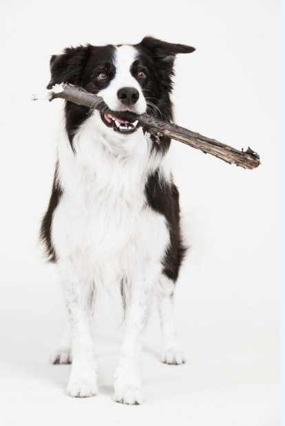 Perro