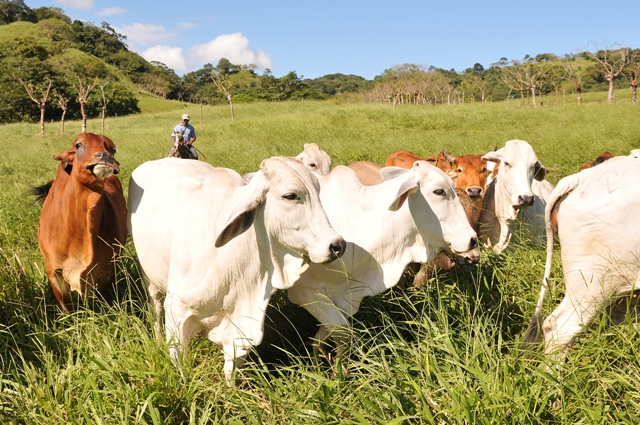Mataderos