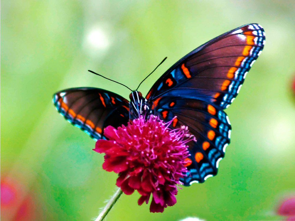 colores-mariposas - La Prensa