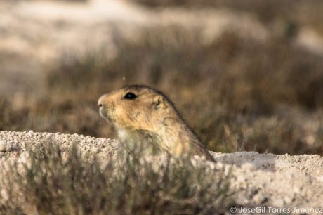 PERRITO DE LA PRADERA REGRESA AL ALTIPLANO