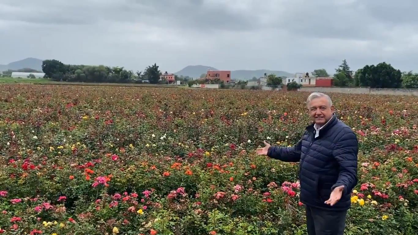 AMLO muestra rosal .jpg