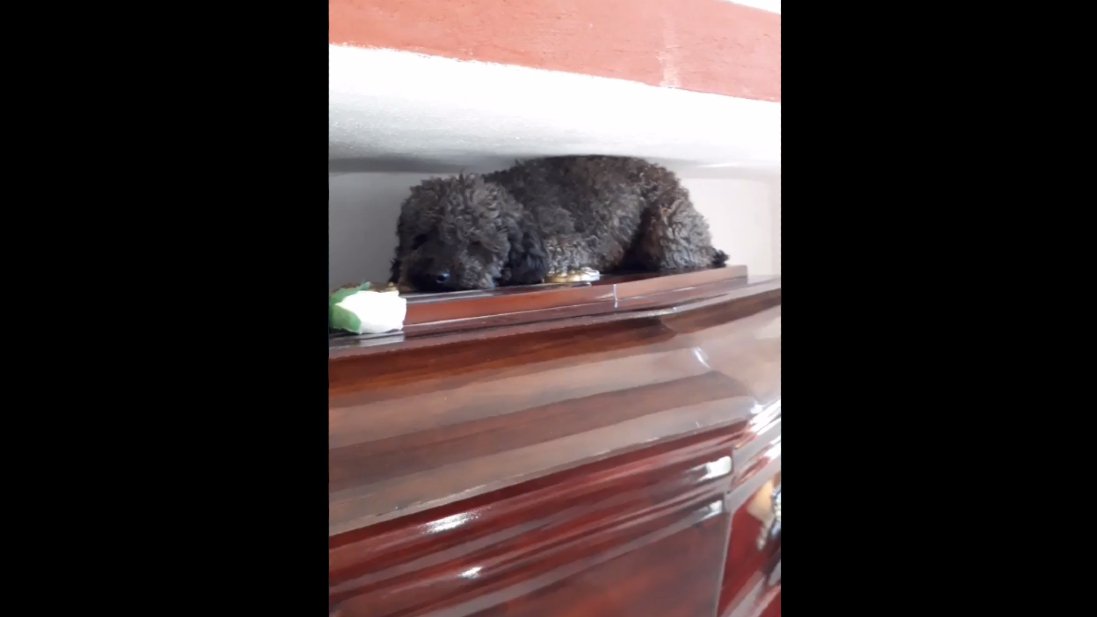 Benito perrito tumba dueña.jpg