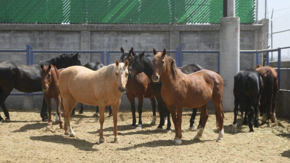 Caballos Sedena Birmex suero.jpg