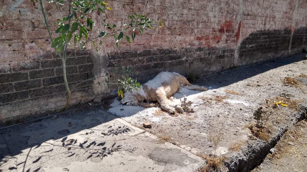 Cadáverleón Iztapalapa.jpg