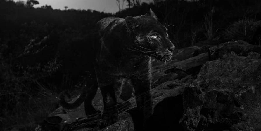 Captura-de-pantalla-2019-02-14-a-las-12.57.10-p.-m..png