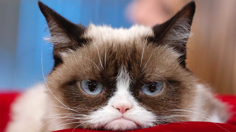 Grumpy Cat