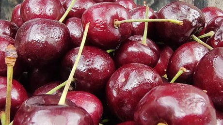 Cerezas del noroestecerezasverano.jpg