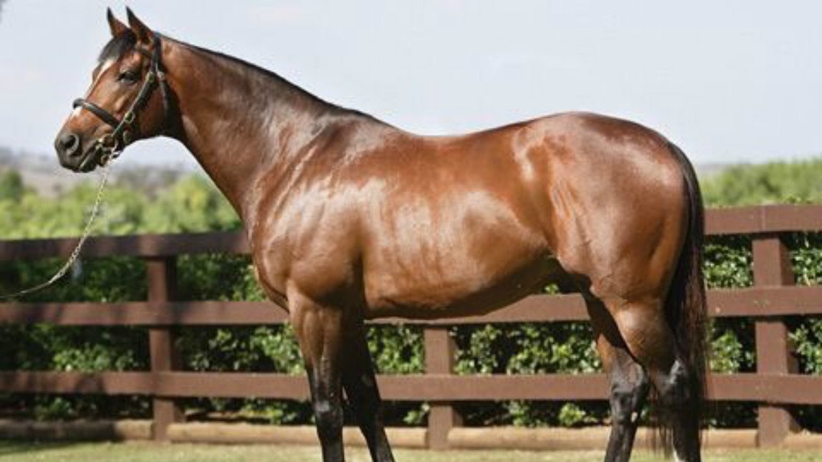 Galileo Caballo carítsimo.jpg