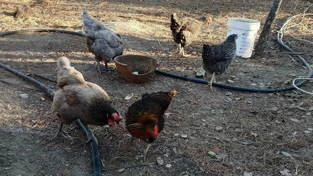 Gallinas salmn.jpg
