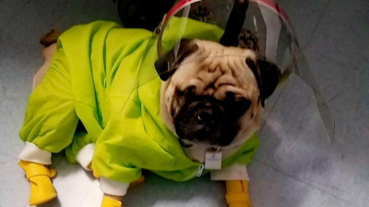 Harley el Tuerto perrito terapeuta.jpg