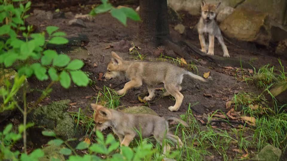 Lobos mexicanos cachorros.jpg