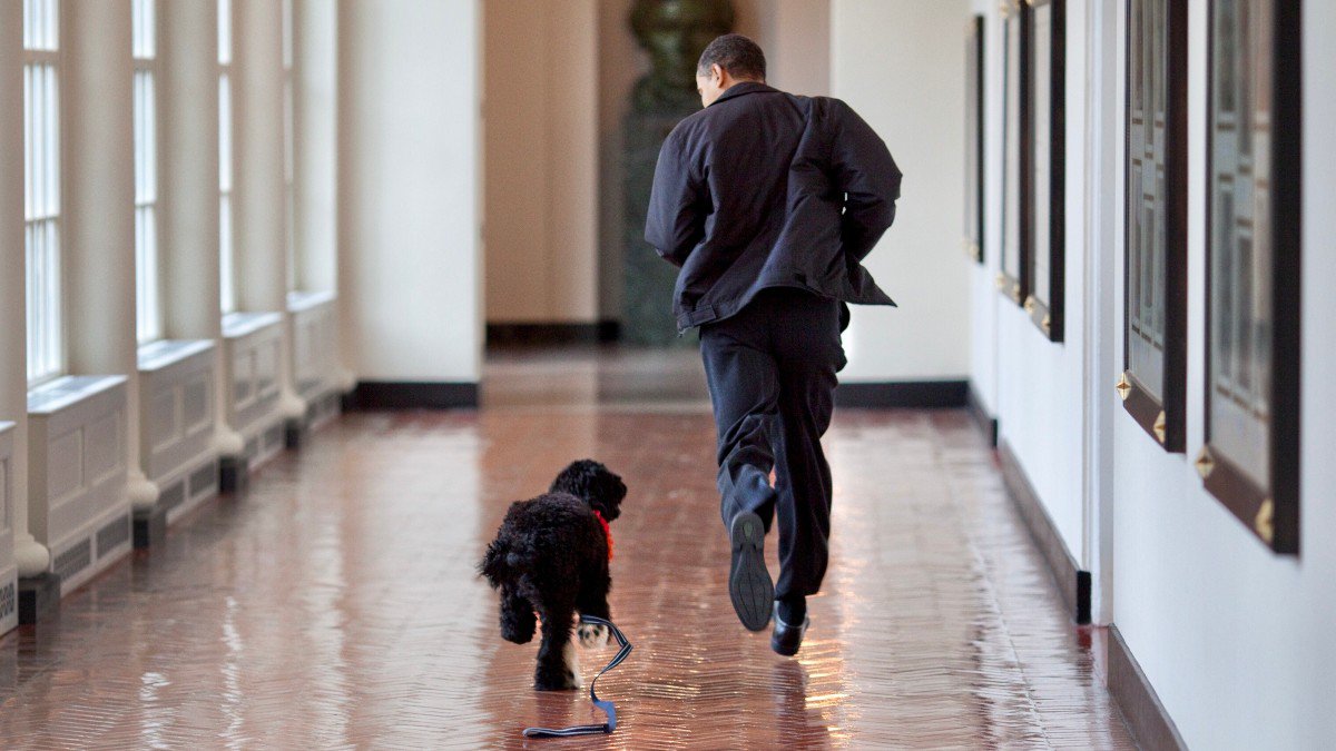 Muere perro BO Obama.jpg