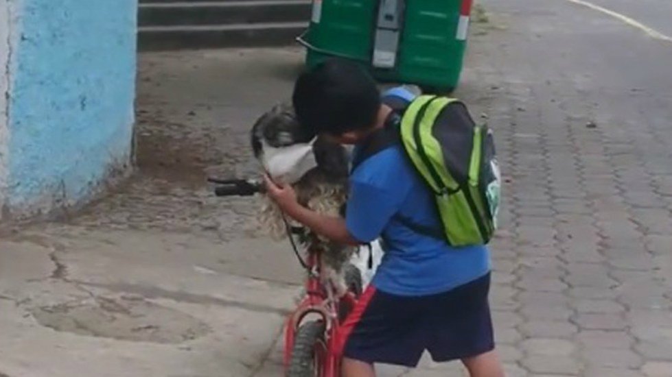 Niño pone cubrebocas a su perro.jpg