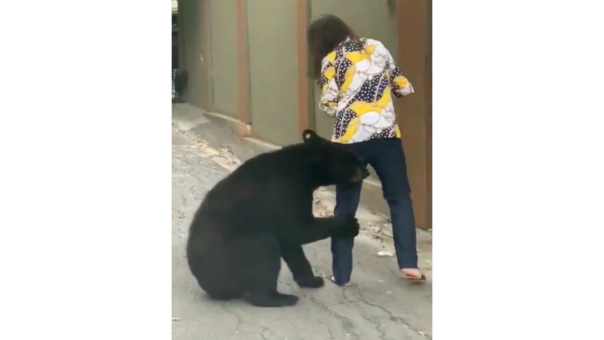 Oso Nuevo León abrazo.jpg