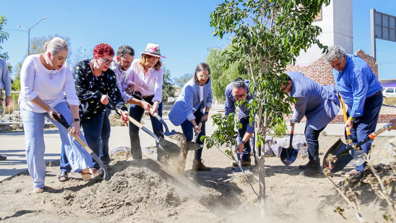 PILI ARBOL.jpg
