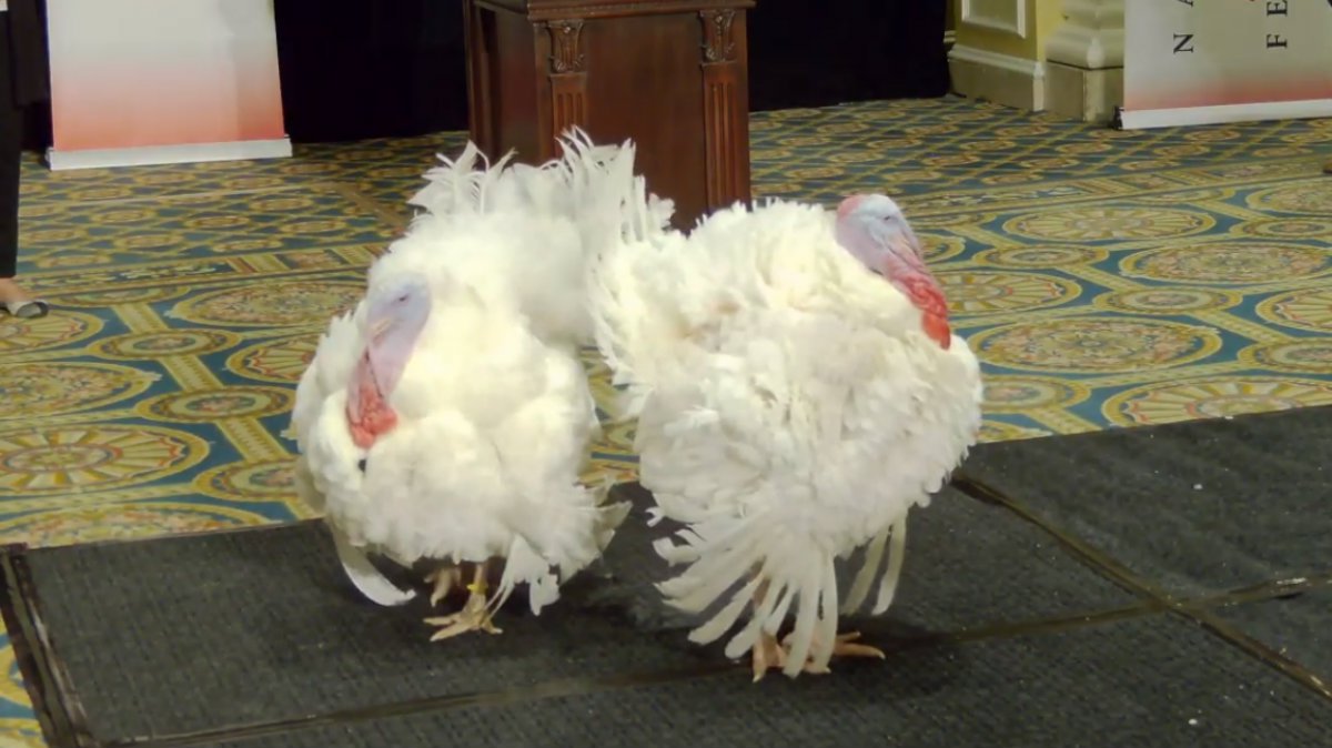 Pavos indulto del pavo20.jpg