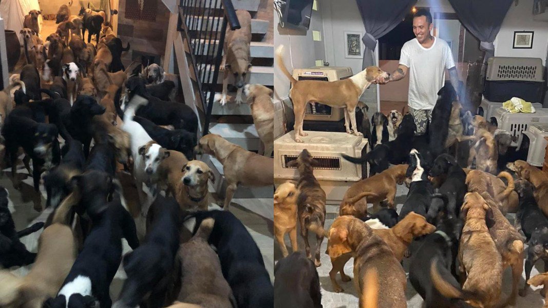 Perritos refugio delta .jpg
