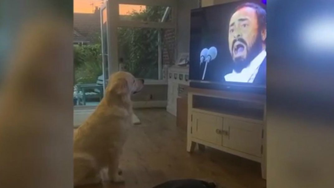 Perro aulla con pavarotti .jpg