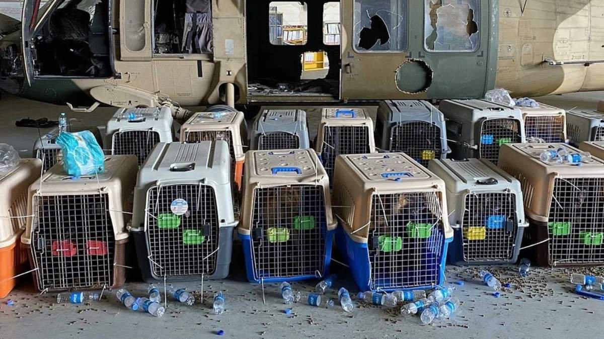 Perros abandonados tropas estadounidenses Kabul.jpg