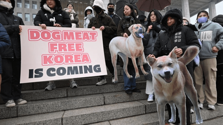 Corea del Sur prohíbe comer carne de perro